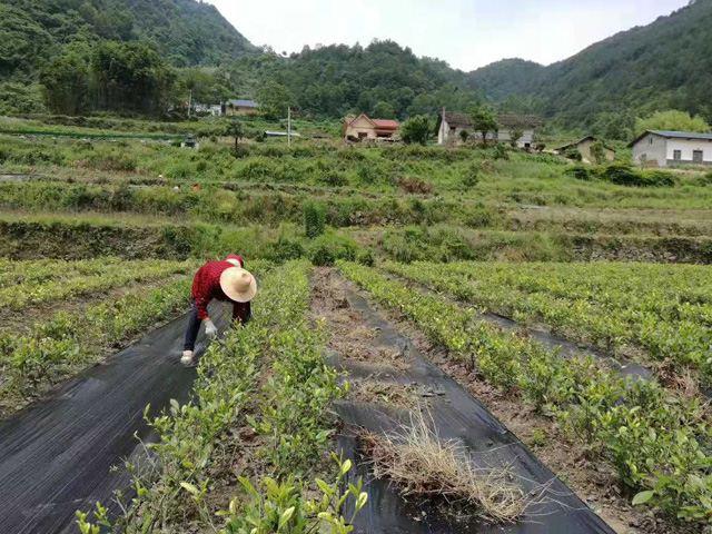 湖北宜昌茶葉種植使用防草布效果