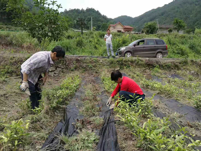 湖北宜昌茶葉種植使用防草布效果